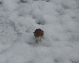 Pitmans Shorthand Christmas Carols: Robin in snow
