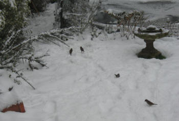 Pitmans Shorthand Christmas Carols: birds in snowy garden