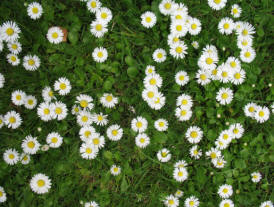 Pitmans Shorthand Christmas Carols: Daisies in grass