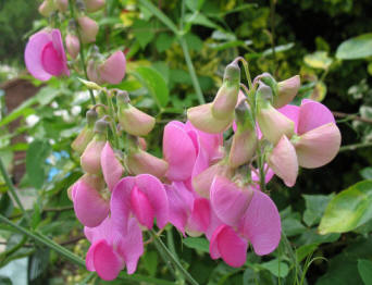 Lathyrus  everlasting sweet pea 1