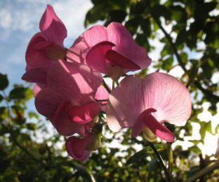 Lathyrus  everlasting sweet pea 2