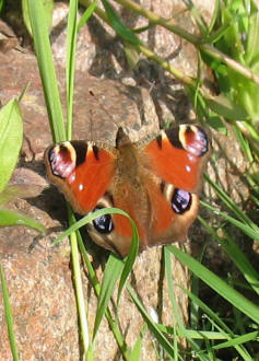 Peacock butterfly