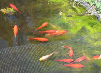 Fish basking in blanket weed