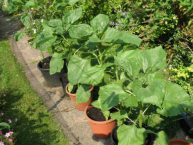 Sunflowers in pots