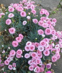 Dianthus pink 1