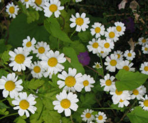 Feverfew flowers