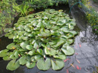 Fish pond