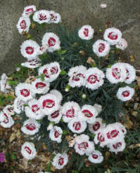 Dianthus white