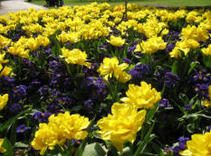 Greenwich Park - bedding plants