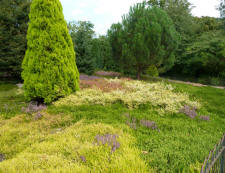 Greenwich Park - heather bed