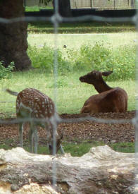 Greenwich Park - Deer in The Wilderness, closeup