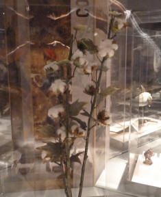 National Maritime Museum - cotton plant